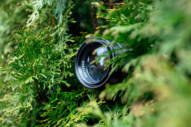 objetivo de una cámara entre unos arbustos