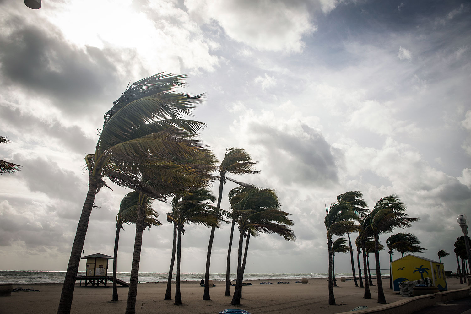 palmeras sacudidas por un viento de huracán