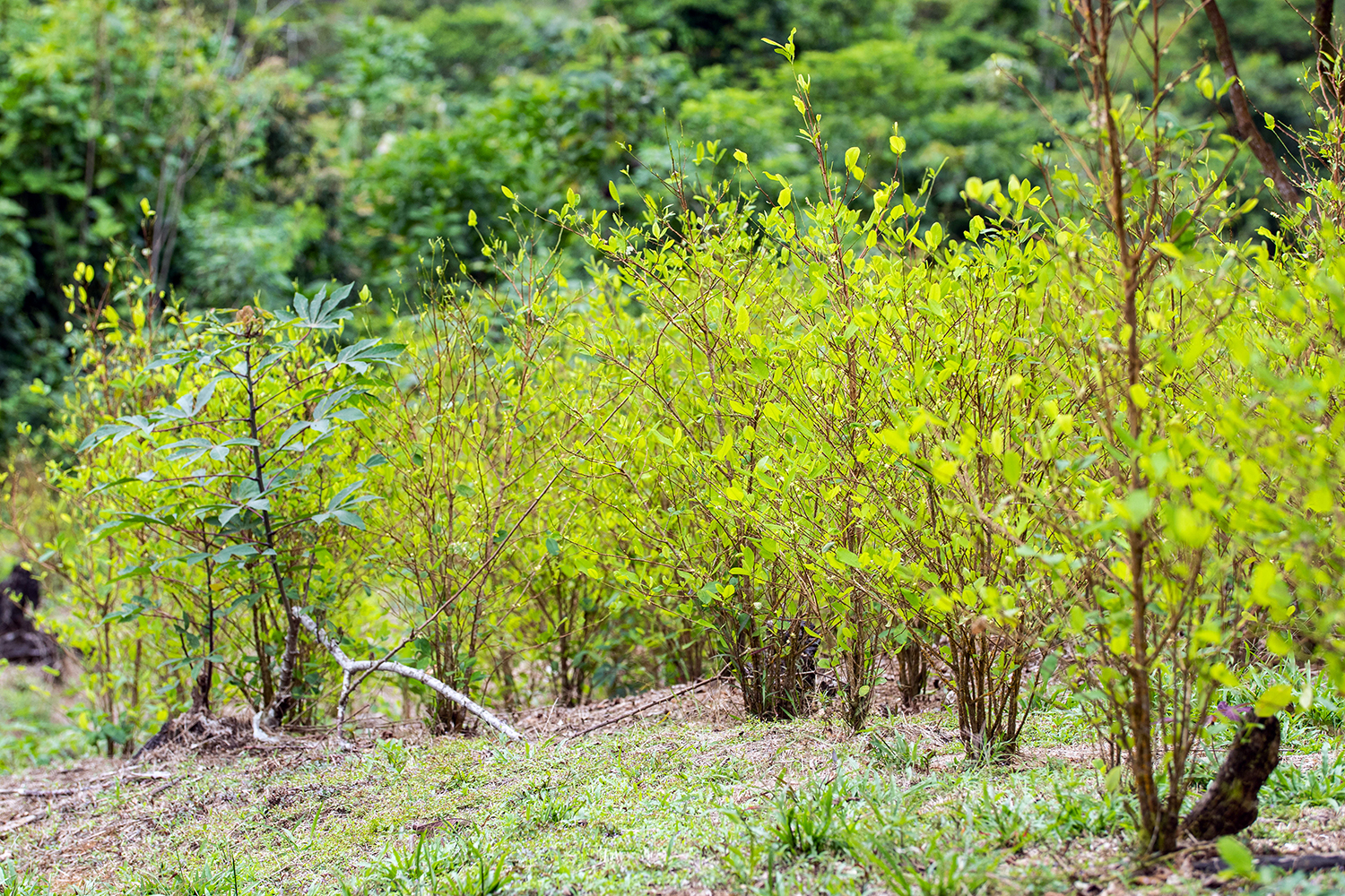 Plantación de coca en el departamento colombiano del Cauca